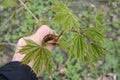 hand and young maple leavs Royalty Free Stock Photo