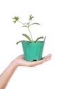 Hand with young seedlings of parsley in small pot Royalty Free Stock Photo