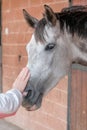 Hand of young white woman on head of gray horse Royalty Free Stock Photo