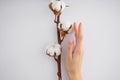 Hand of a young woman with a cotton branch on a white background. Female manicure. Cotton flower Royalty Free Stock Photo