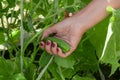 The hand of a young woman holds a cucumber growing in the garden and tears it up in the process of harvesting