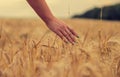 Hand of young  woman passes through yellow spikelets of wheat on a field close up on summer day. Concept -  country, nature, Royalty Free Stock Photo