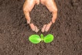 The hand of a young woman is planting seedlings In the hand there is a fertile soil. Concept of world environment day. Planting Royalty Free Stock Photo