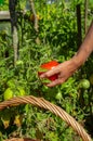 The hand of a young woman plucks a ripe red tomato from a bush. Harvesting tomatoes. Close-up, side view Royalty Free Stock Photo