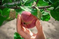 The hand of a young woman plucks a small, ripe, home-grown apple from an apple tree branch. Close-up. The concept of Royalty Free Stock Photo