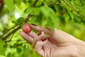 Hand of a young woman who is just picking a ripe little plum