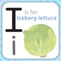 Iceberg Lettuce illustration to learn Alphabet Letter I for Kids Royalty Free Stock Photo