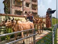 Handcraft and old style Cow pulling cart or chariot, decorated statue display openly at Dakhineswar, Kolkata. Royalty Free Stock Photo