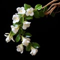 Handcrafted Beauty: White Jasmine Flowers On Black Background