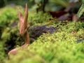 Handcrafted wooden animal figurine photographed in a moss covered trunk