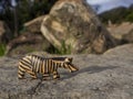 Handcrafted wooden animal figurines photographed in natural environments 10