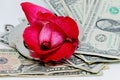 A red rose flower, money and metal handcuffs