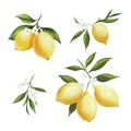 Handdrawing Lemon Pattern using watercolor technique