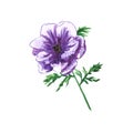 Handdrawn anemone. Watercolor wind flower on the white background. Typography poster, card, label, banner, invitation design