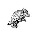 handdrawn Chameleon illustration, chameleon drawing, wild animal, tropical, jungle animal, chameleon tattoo