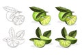 Handdrawn color lime illustration. For natural or organic fruit products and health care goods.