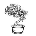 Handdrawn decorative asian bonsai tree in the pot