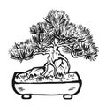 Handdrawn decorative asian bonsai tree Royalty Free Stock Photo