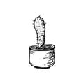 Handdrawn doodle cactus icon. Hand drawn black cactus sketch. Si Royalty Free Stock Photo