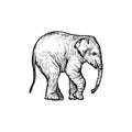 Handdrawn elephant illustration, elephant drawing, africa animal, wild animal, trunk