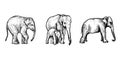 Handdrawn elephant illustration, elephant drawing, africa animal, wild animal, trunk