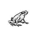 handdrawn frog illustration, frog drawing, toad, animal, swamp Royalty Free Stock Photo