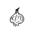 Handdrawn garlic doodle icon. Hand drawn black sketch. Sign symb