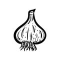 Handdrawn garlic doodle icon. Hand drawn black sketch. Sign symbol. Decoration element. White background. Isolated. Flat design.