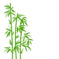 Handdrawn Green Bamboo Plant Background