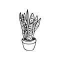 Handdrawn house plant in pot doodle icon. Hand drawn black sketch. Sign symbol. Decoration element. White background. Isolated. F Royalty Free Stock Photo