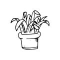 Handdrawn house plant in pot doodle icon. Hand drawn black sketch. Sign symbol. Decoration element. White background. Isolated. F Royalty Free Stock Photo