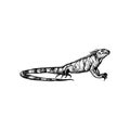handdrawn lizard illustration, lizard drawing, iguan apicture, jungle, tropical, wild animal