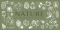 Handdrawn nature elements, Botanical drawings Royalty Free Stock Photo