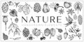 Handdrawn nature elements, Botanical drawings Royalty Free Stock Photo