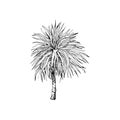 Handdrawn palm tree illustration, palm tree drawing, island tree, wild tree, africa, tropical, jungle