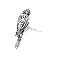 Handdrawn parrot illustration, Bird drawing, Tropical, Jungle animal, Wings, Parrot tattoo