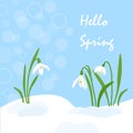 Handdrawn Snowdrops Flower in melting snow. First growing blooming plants. Spring landscape template. Vector eps 10 Royalty Free Stock Photo