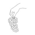 Handdrawn vector illustration with hand holding juicy bunch of grapes. Outline design of grape hanging for wine