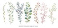 Handdrawn Vector Watercolour style, nature illustration. Set of