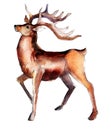 Handdrawn vintage Deer, watercolor Christmas illustration isolated on white.