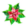 Handdrawn vintage Poinsettia flower, watercolor Christmas illustration isolated on white.