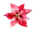 Handdrawn vintage Poinsettia flower, watercolor illustration isolated on white.