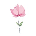 Handdrawn watercolor illustrated pink flower