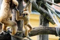 Handed gibbon baby
