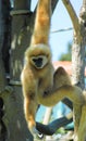 Handed gibbon Royalty Free Stock Photo