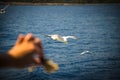 Handfeed seagulls with bread over water of Adriatic sea, Croatia Royalty Free Stock Photo