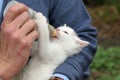 Handfeeding a baby kitten