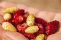 Handful of berries in hand