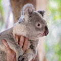 A Handful Of Australian Koala