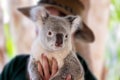 A Handful Of Australian Koala